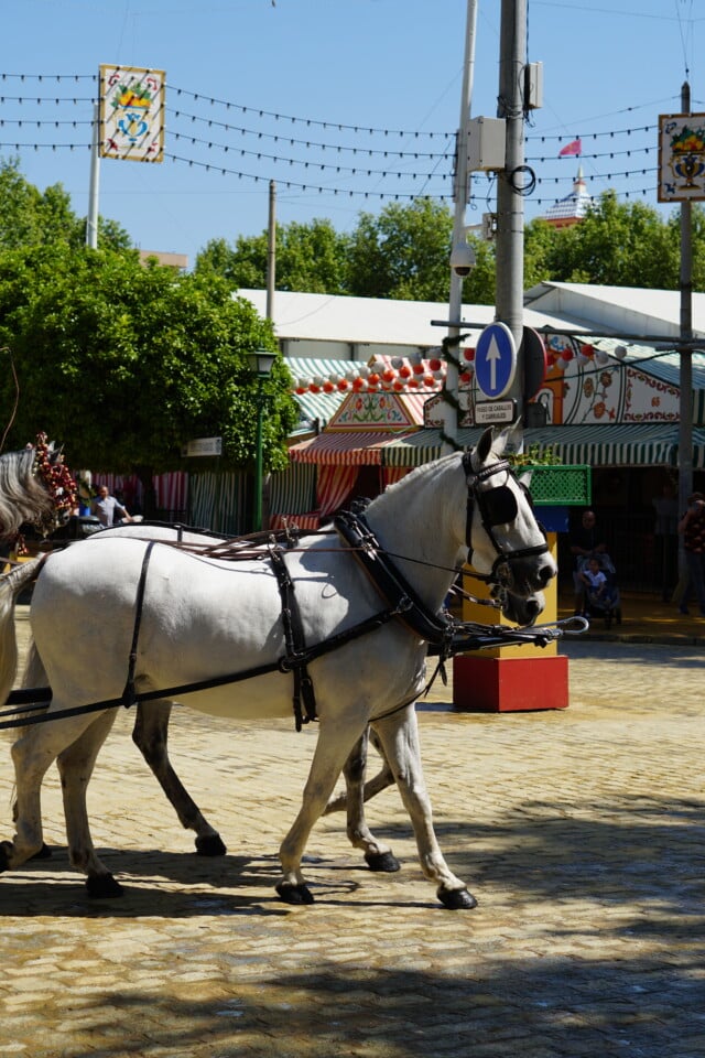 hotel-placidoygrata-feria-sevilla-7
