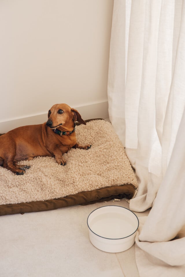 hotel-placidoygrata-perros-sevilla